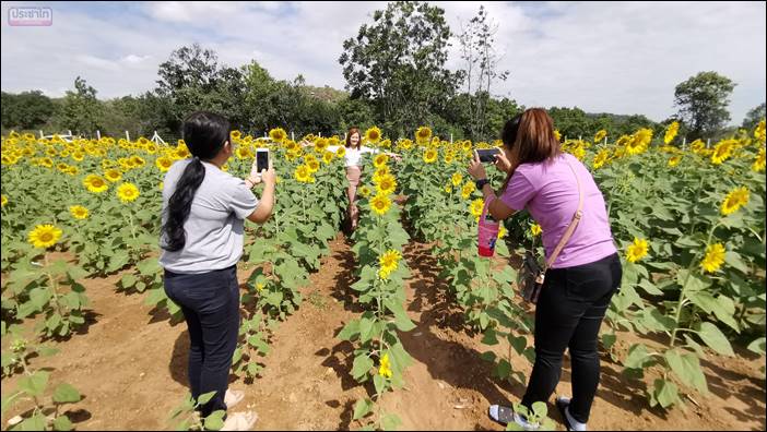 ไร่จงสมจิตต์ฟาร์ม ปลูกทานตะวันกว่า100ไร่ เปิดให้เที่ยวชมฟรี