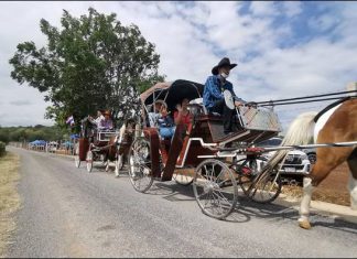 ไร่จงสมจิตต์ฟาร์ม ปลูกทานตะวันกว่า100ไร่ เปิดให้เที่ยวชมฟรี