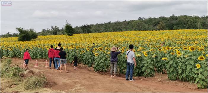 ไร่จงสมจิตต์ฟาร์ม ปลูกทานตะวันกว่า100ไร่ เปิดให้เที่ยวชมฟรี