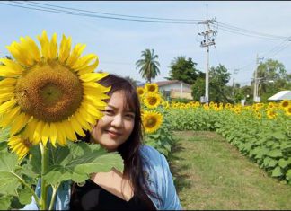 ปทุมธานี ประชาชน แห่เที่ยวทุ่งดอกทานตะวันบานสะพรั่งช่วงวันหยุด