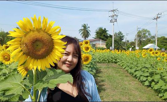 ปทุมธานี ประชาชน แห่เที่ยวทุ่งดอกทานตะวันบานสะพรั่งช่วงวันหยุด