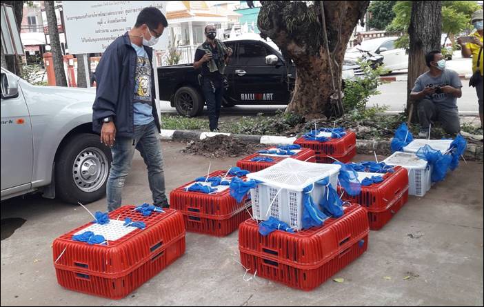 ปราจีนบุรี - ตำรวจกองปราบสกัดจับขบวนการลักลอบค้าลิง เตรียมส่งขายนักเปิบพิสดาร